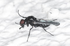 Dilophus occipitalis