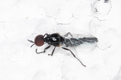 Dilophus occipitalis