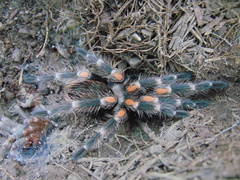 Brachypelma auratum