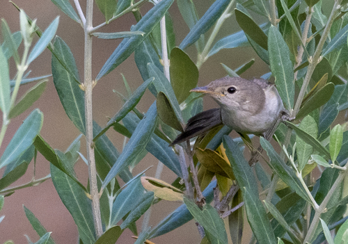 Western Olivaceous Warbler (Iduna opaca), photo 10