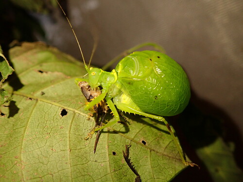 Coastal Balloon Bushcricket