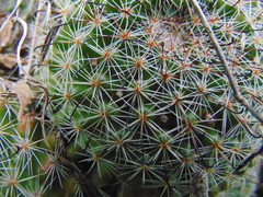 Mammillaria beneckei