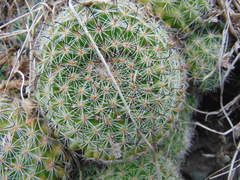 Mammillaria beneckei