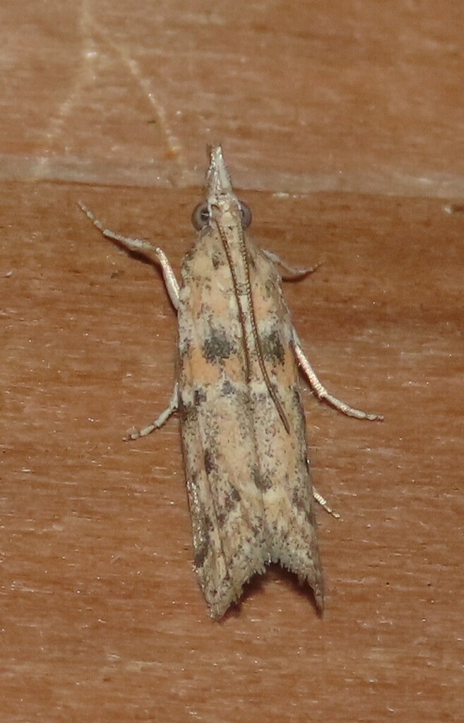 Maricopa lativittella