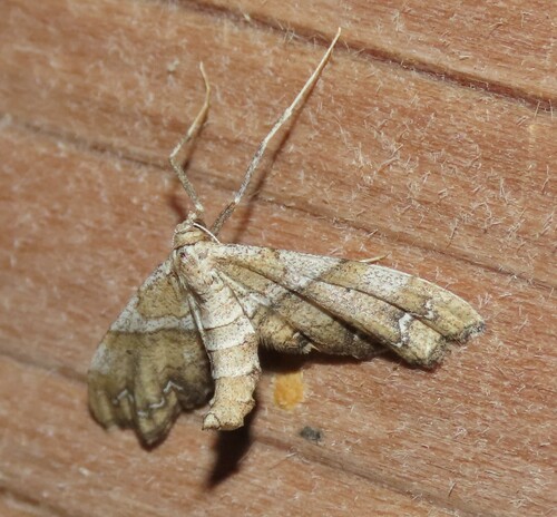 Photo of Orbed Wave (Odontoptila obrimo)