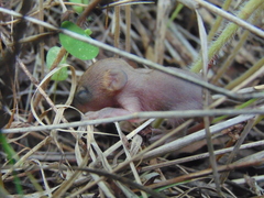 Notocitellus adocetus