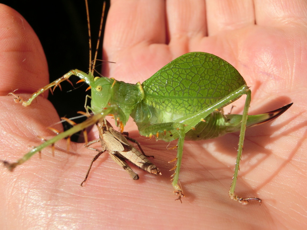 Aerotegmina vociferator