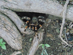 Brachypelma auratum