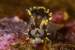 Polycera tricolor
