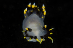 Polycera tricolor