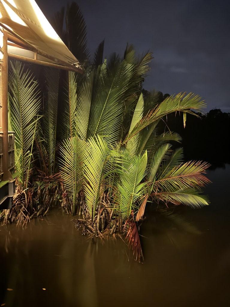 Foto de Palmeira-do-mangue