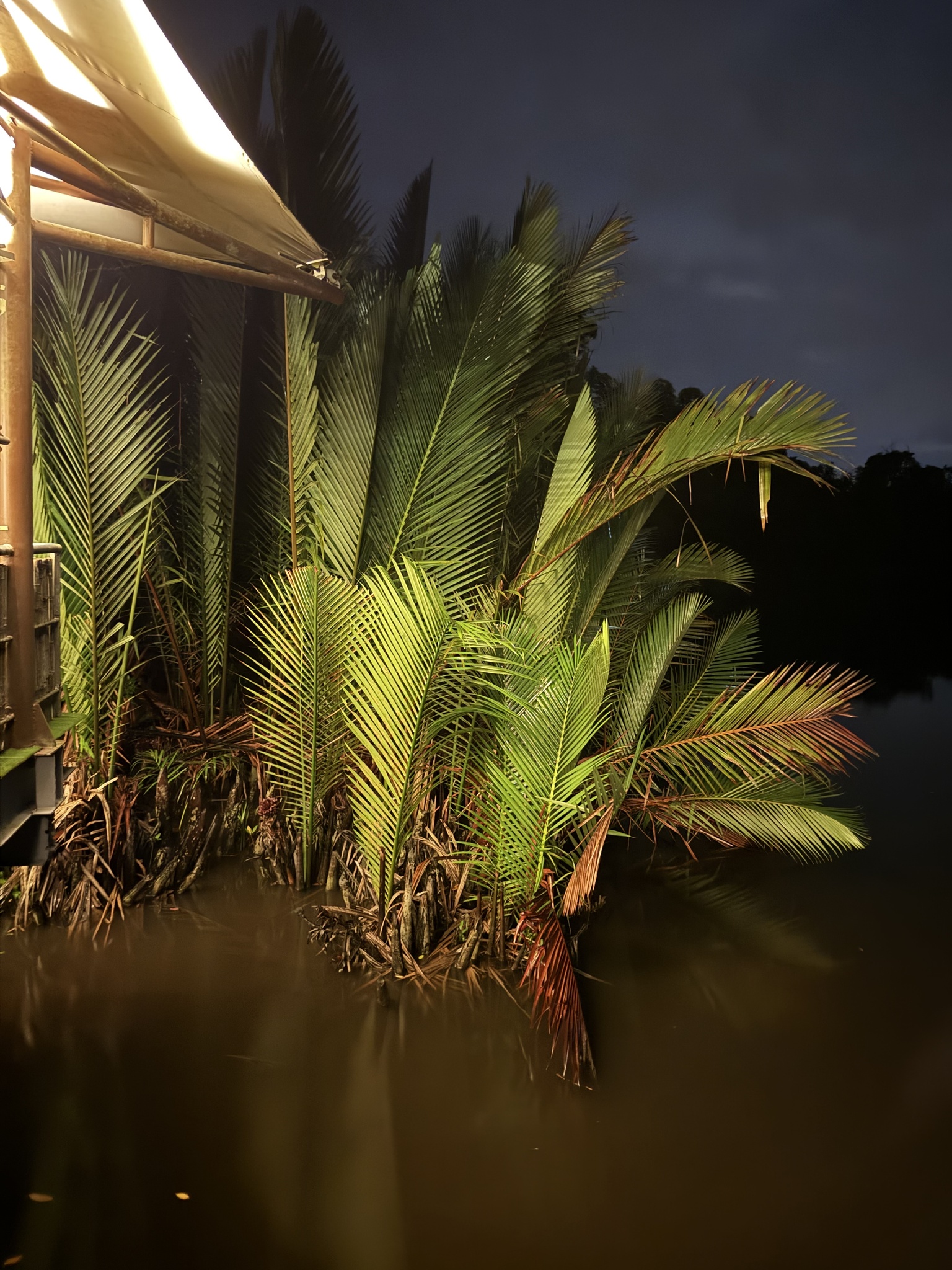 Imagem de Palmeira-do-mangue
