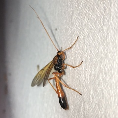 Opheltes glaucopterus barberi