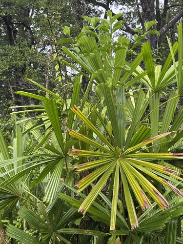 Licuala