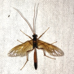 Opheltes glaucopterus barberi