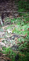Hoplobatrachus chinensis
