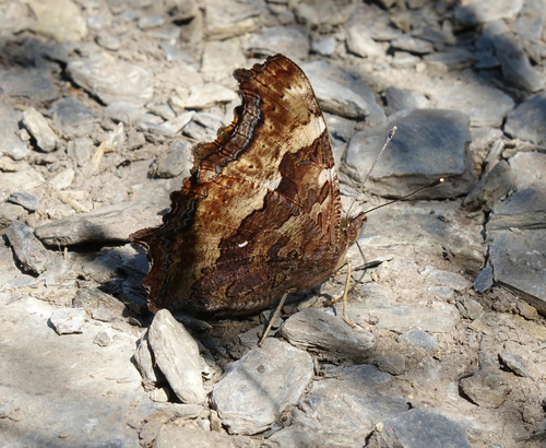 Photo of Compton Tortoiseshell (Nymphalis l-album)