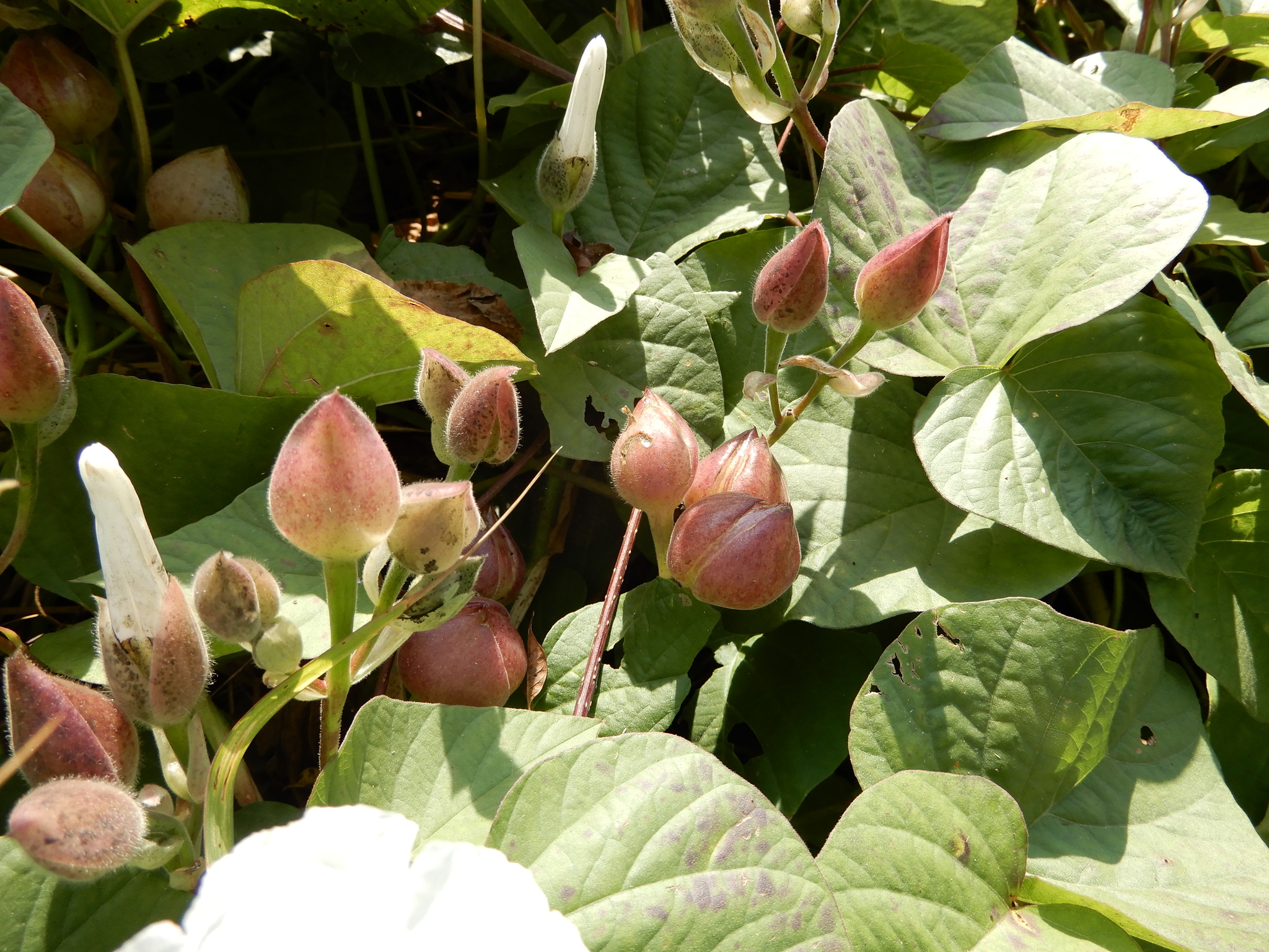 Imagem de Batata-de-purga