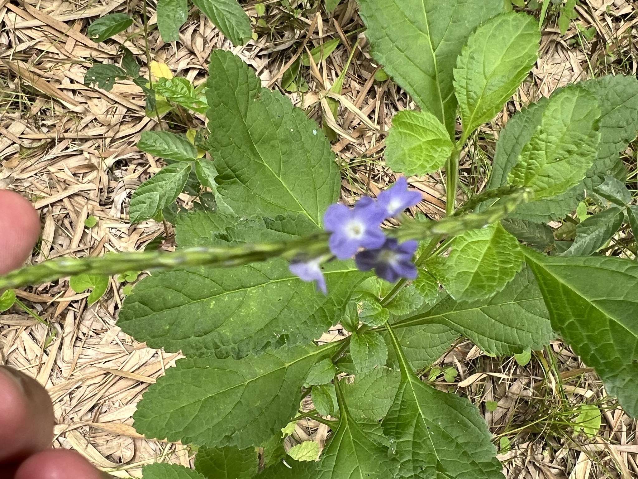 Imagem de Gervão-azul