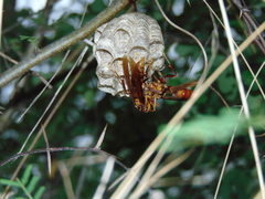Polistes carnifex carnifex