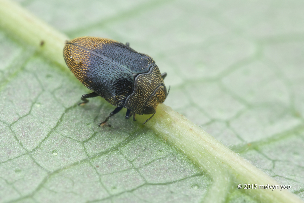 Trachys cupripyga