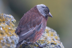 Leucosticte tephrocotis umbrina