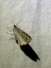 Costaconvexa