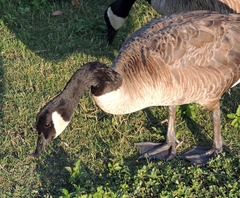 Branta canadensis