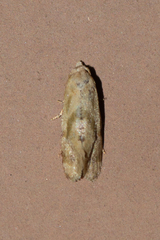 Cochylis