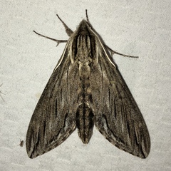 Sphinx canadensis