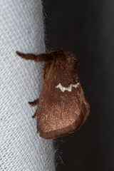 Monoleuca semifascia