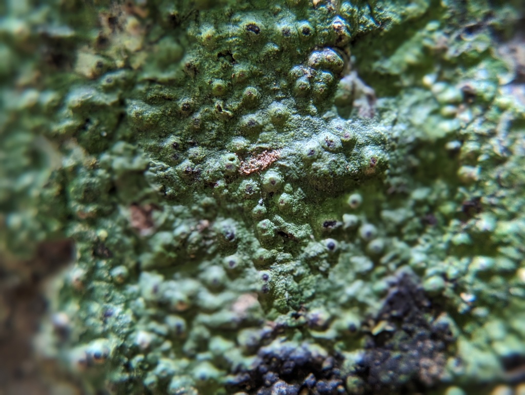 Porina atlantica