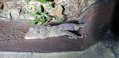 Gekko smithii