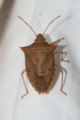 Euschistus ictericus