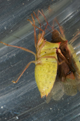 Euschistus ictericus