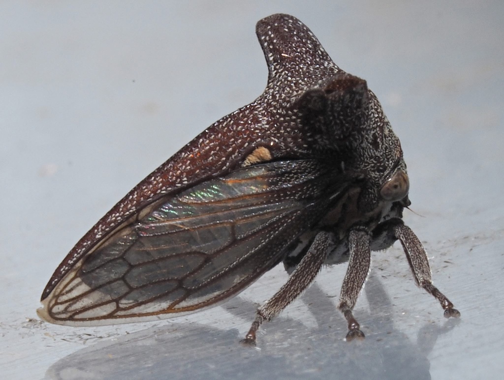 Eufrenchia falcata