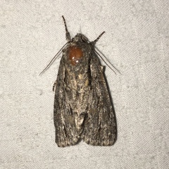 Acronicta hasta
