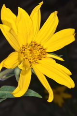 Wyethia arizonica
