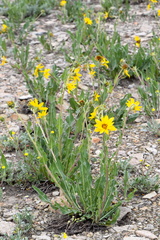 Wyethia arizonica