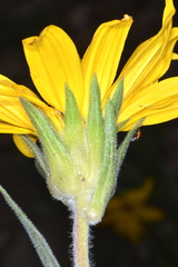 Wyethia arizonica