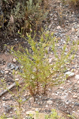 Cordylanthus wrightii