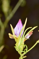 Cordylanthus wrightii