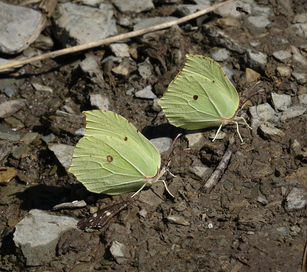 Brimstone