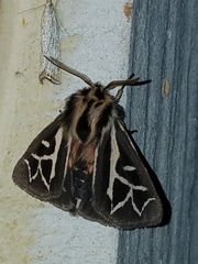 Apantesis williamsii