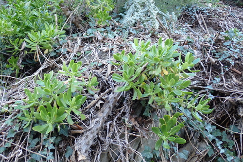 Foto de Planta jade