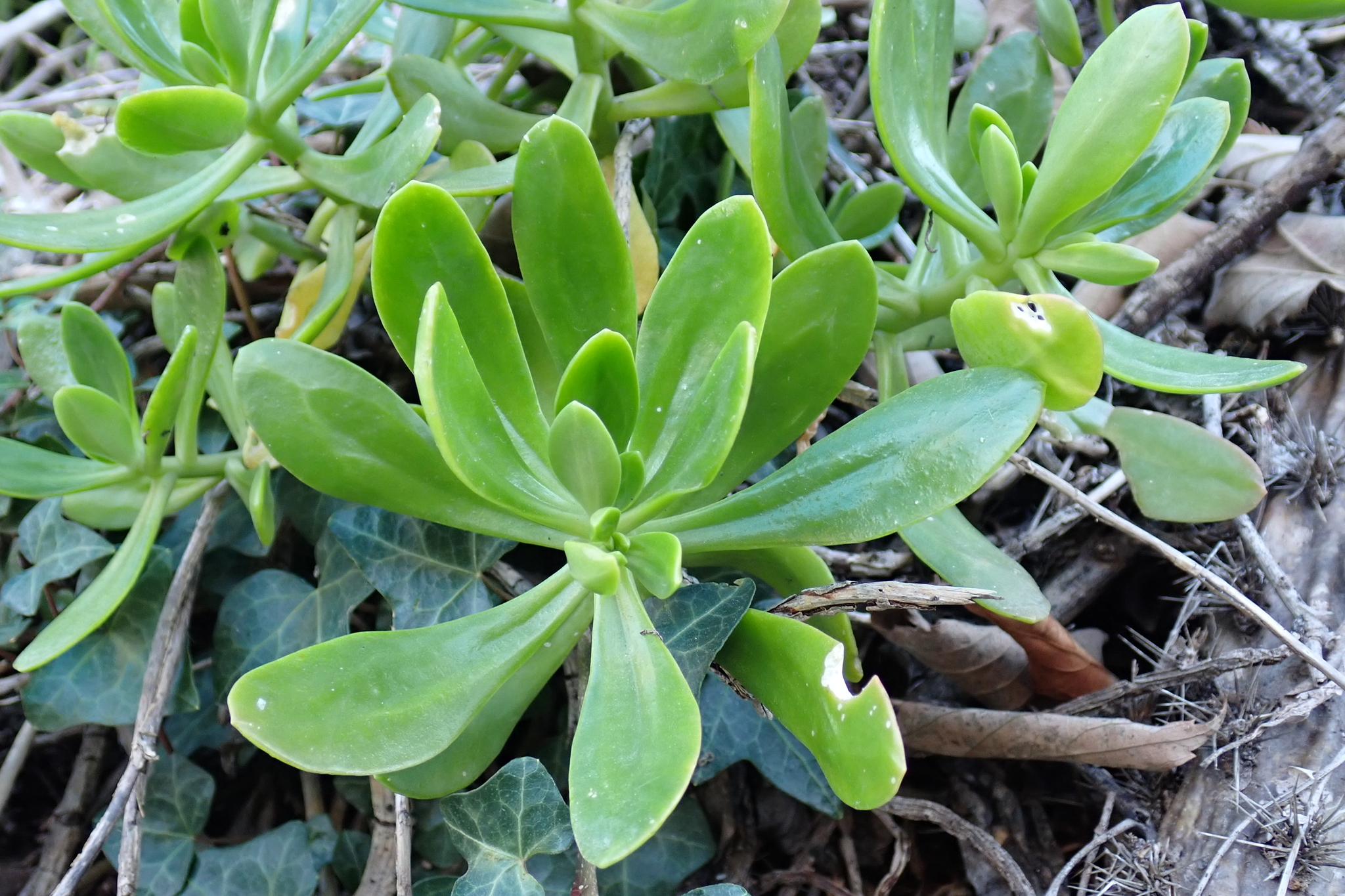 Imagem de Planta jade