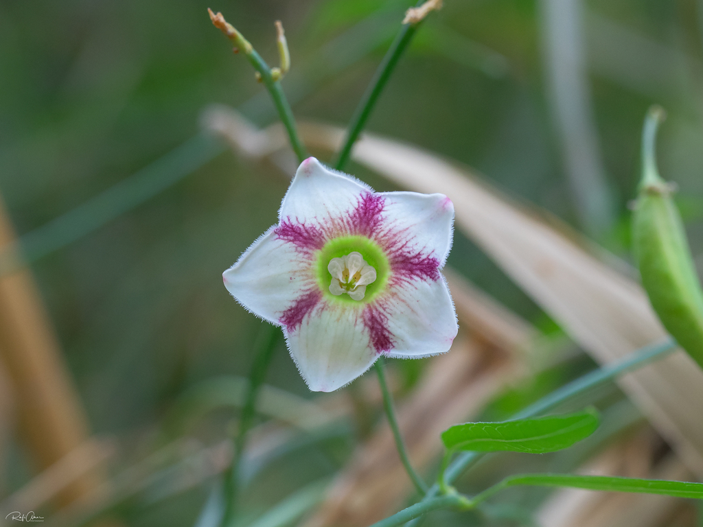 Oxystelma alpini