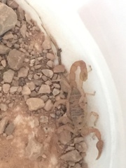 Paruroctonus utahensis