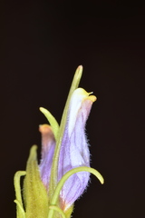 Cordylanthus wrightii