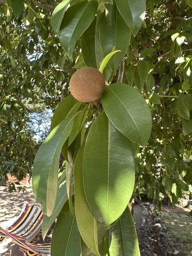 Manilkara zapota - Whole tree